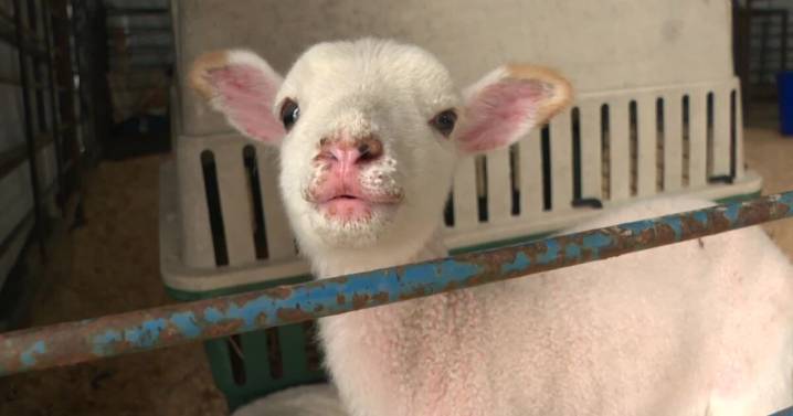 State Fair of Virginia opening Friday promises savings for families, ‘real fun’