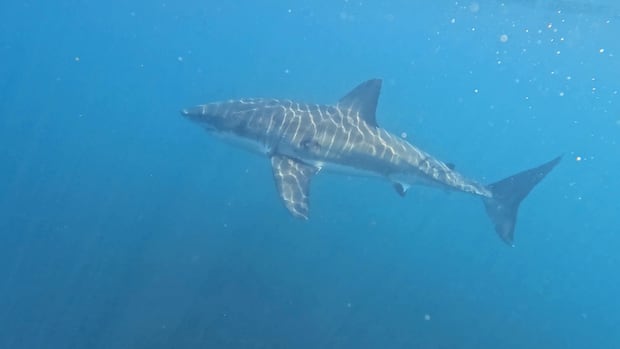 Great white shark spotted near Hubbards for 2nd time in a week