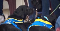 Service dogs reunite with Wilsonville inmates who trained them