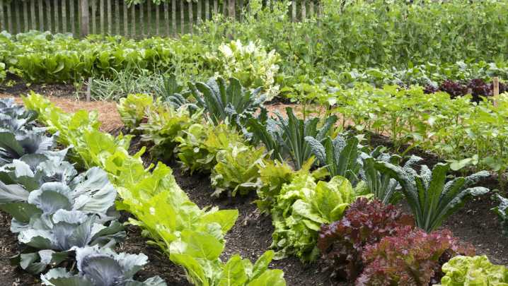 'It Took Over Everything': Gardener Reveals The One Plant They'll Never Grow Again