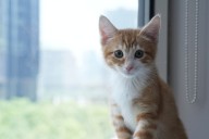 Los Angeles cat café targeted in theft, nonprofit raises alarm for animal safety