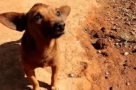 Conmovedor: Un perro caminó 12 kilómetros para despedir a su dueño que murió