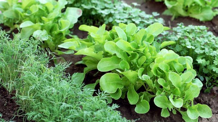 La verdura que florece en primavera y te da cosechas rápidas para tu huerta