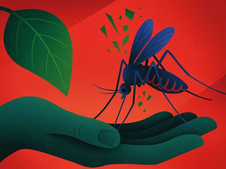 IPN desarrolla bioinsecticida contra el mosquito del dengue