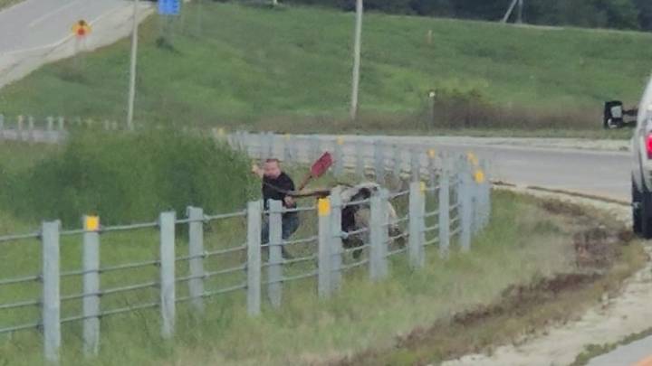 Texas longhorn cow killed by deputies after escaping in southern MN