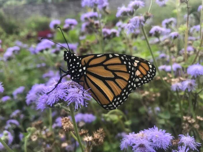 Monarchs en route to Mexico rely on Kentucky flowers as populations fluctuate