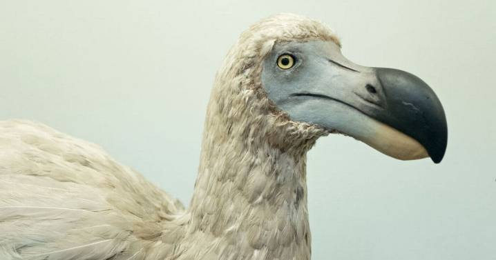Dodo breakthrough as scientists use pigeon DNA to bring extinct bird back from dead