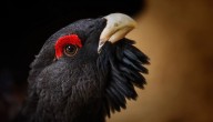 Aves emblemáticas y una gran biodiversidad: la dura factura de los incendios en Extremadura