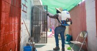 Ensenada reporte seis muertes por Rickettsia