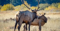 Annual meadow closures go into place in Rocky Mountain National Park