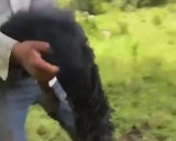 Entre ‘risas’ dos sujetos cometen maltrato animal en Hidalgo