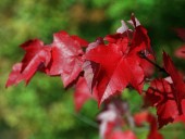 Howard County set out to give away 3,000 trees; it ran out in minutes
