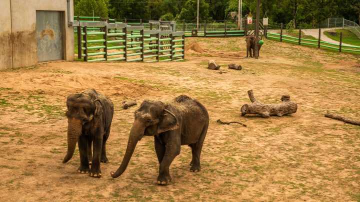 Tulsa Zoo celebrates as Billy and Tina join the herd