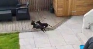 Dad cuts adorable tiny door in garden fence so sausage dogs can play together