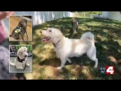 Waterloo woman says crop-spraying drone doused her service dogs with pesticides