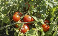 How did your tomatoes do?