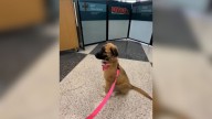 Oregon Puppy's Reaction To Being The Only Dog At Training Class Leaves Internet In Tears