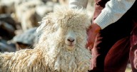 Créditos al 10% y asistencia directa: así es la ayuda de Neuquén frente a la sequía