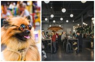 New Ordinance Would Allow Chicago Restaurants To Opt In As ‘Dog
