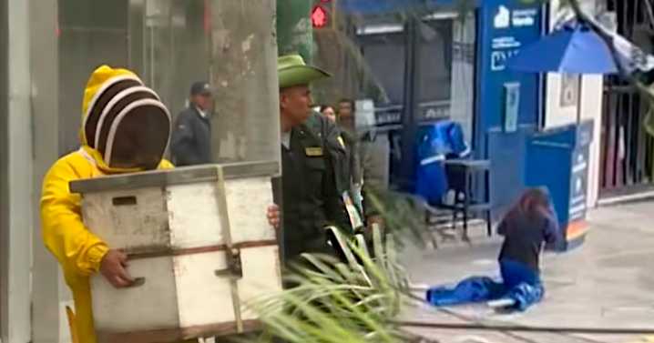 Jesús María: retiran 80 mil abejas de una vivienda tras ataque a joven con múltiples picaduras