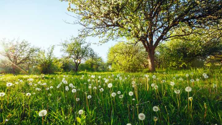The Perennial Tree You Should Avoid Planting Despite Its Stunning Blooms