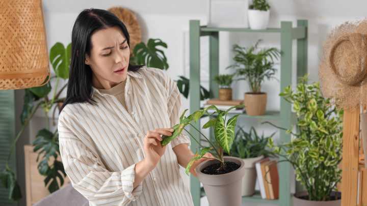 The Expensive Mistake You Can't Afford To Make With Your Houseplants