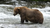 Alaska’s Fat Bear Week kicks off with online voting