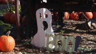 Bellevue Berry and Pumpkin Ranch welcomes fall