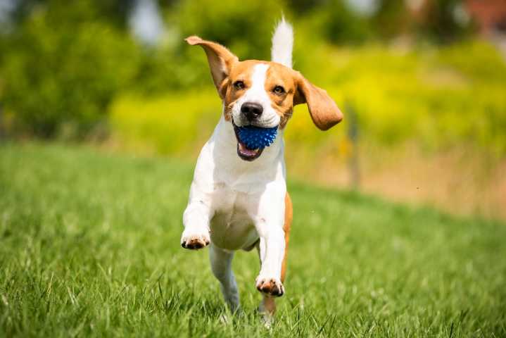 13 Happy Dog Breeds Who Show Joy in the Smallest Ways