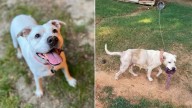 Virginia Dog Tied Outside For Years Still Wagged Her Tail For Kindness