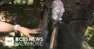 Baltimore Forester explains the spotted lanternfly circle trap