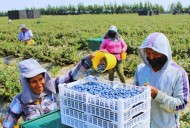 Sector agropecuario sigue al alza y crece 8.5% en julio por el arándano, maíz y otros