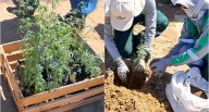 Un árbol, una esperanza: celebran el Día del Árbol con reforestación de huarangos