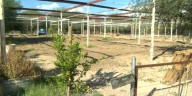 Serious impact of lack of rain this monsoon