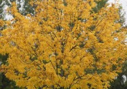 Sanford allergist shares tips to manage fall allergy symptoms