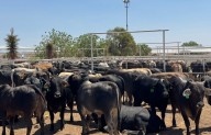 Se esta “actúa de inmediato” contra plaga  del Gusano Barrenador que frenó exportación de ganado a EU