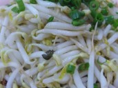 The Hidden Risks of Sprouts: Why They Are a Frequent Source of Outbreaks