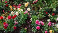 The Popular Perennial You Should Never Plant Next To Roses In The Garden