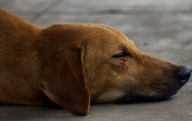 Policía arrestó sexagenario que mató perro a disparos
