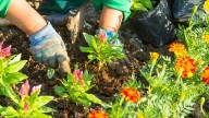 La planta resistente que crece rápido y da flores todo el año