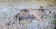 Fawn shot and left to waste on archery range in Billings