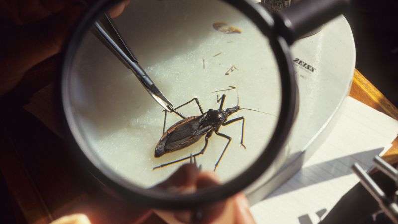 ‘Kissing bug’ disease is here to stay in the US, experts say. Here’s why it’s spreading
