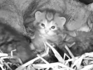Critically endangered kittens caught on camera for the first time