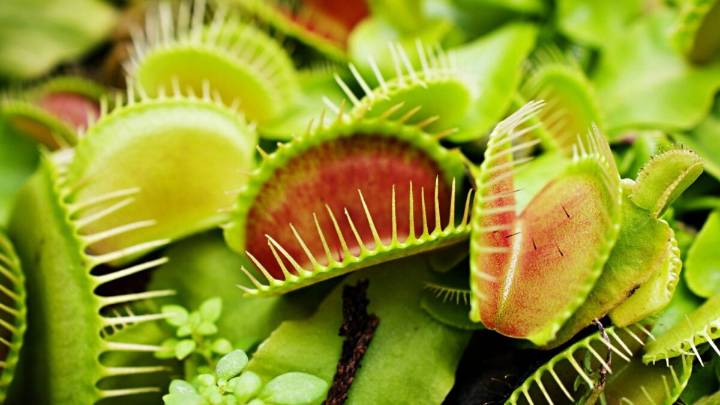 This Is How a Venus Flytrap Knows It’s Time to Snap Shut