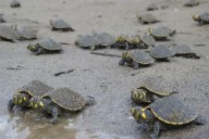 Loreto: destacan avances en conservación de taricayas en Reserva de Pacaya Samiria