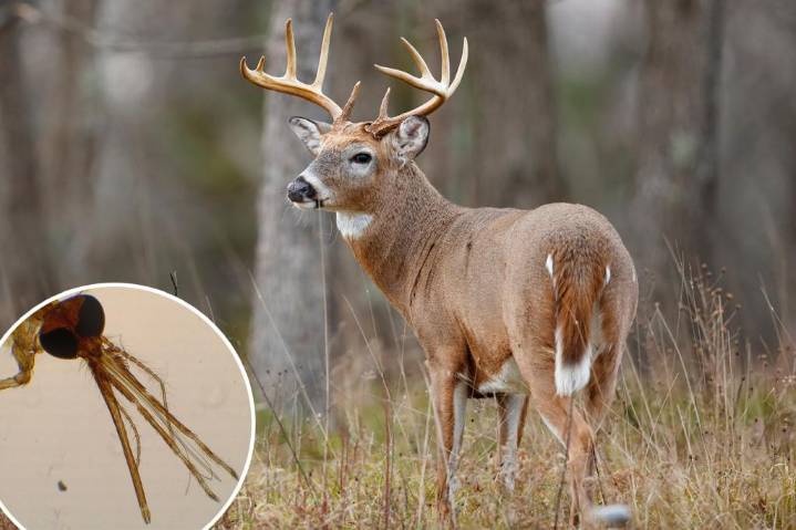 Outbreak of viral deer-killing disease prompts alarm, warning to meat eaters