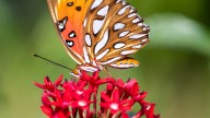 UF's 2025 Fall Plant Sale features 7,000 plants, more than 350 species