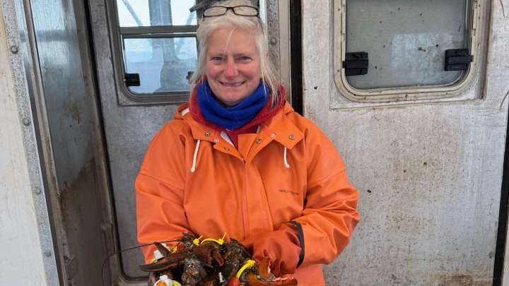From Bay of Fundy to Cape Cod: Lobster’s journey breaks a record