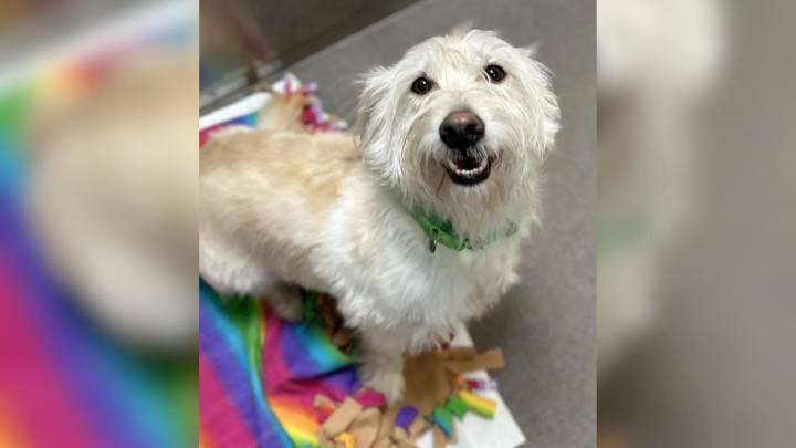 Maryland Dog Owner Spots Her Pup’s Lookalike At A Shelter And Adopts Him Instantly