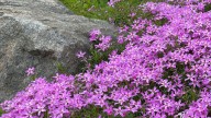 Should You Prune Phlox In The Fall? What To Do Now For Bigger Blooms